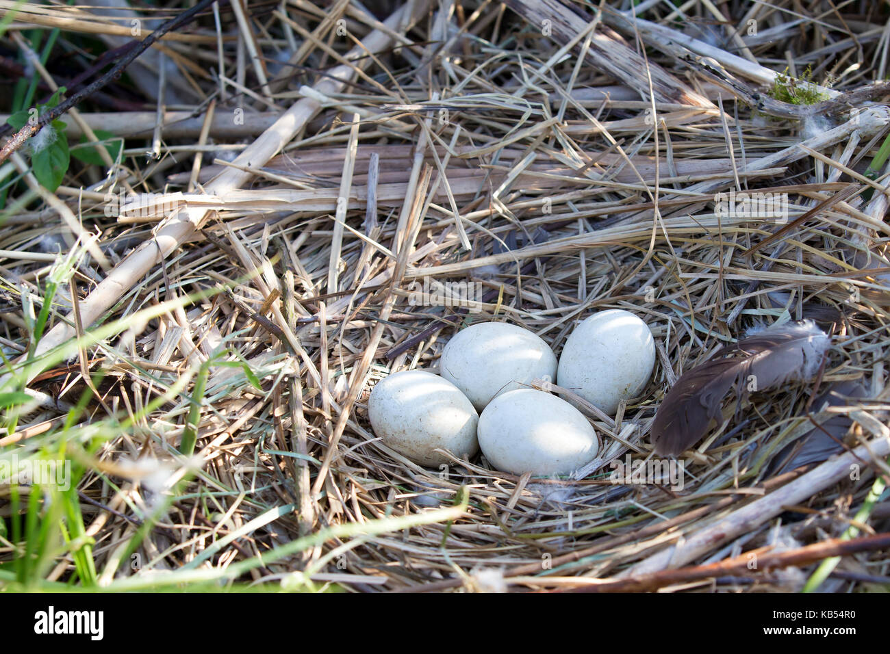 Western Rohrweihe (Circus aeruginosus) Gelege mit 4 Eiern, die während der Forschung für Nest Schutz, Niederlande, Zuid-Holland Stockfoto