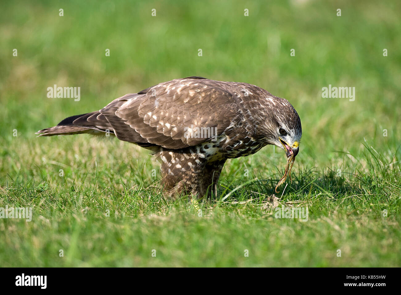 Mäusebussard (Buteo buteo) Essen ein Frosch, Oostvaardersplassen, Flevoland, Niederlande Stockfoto