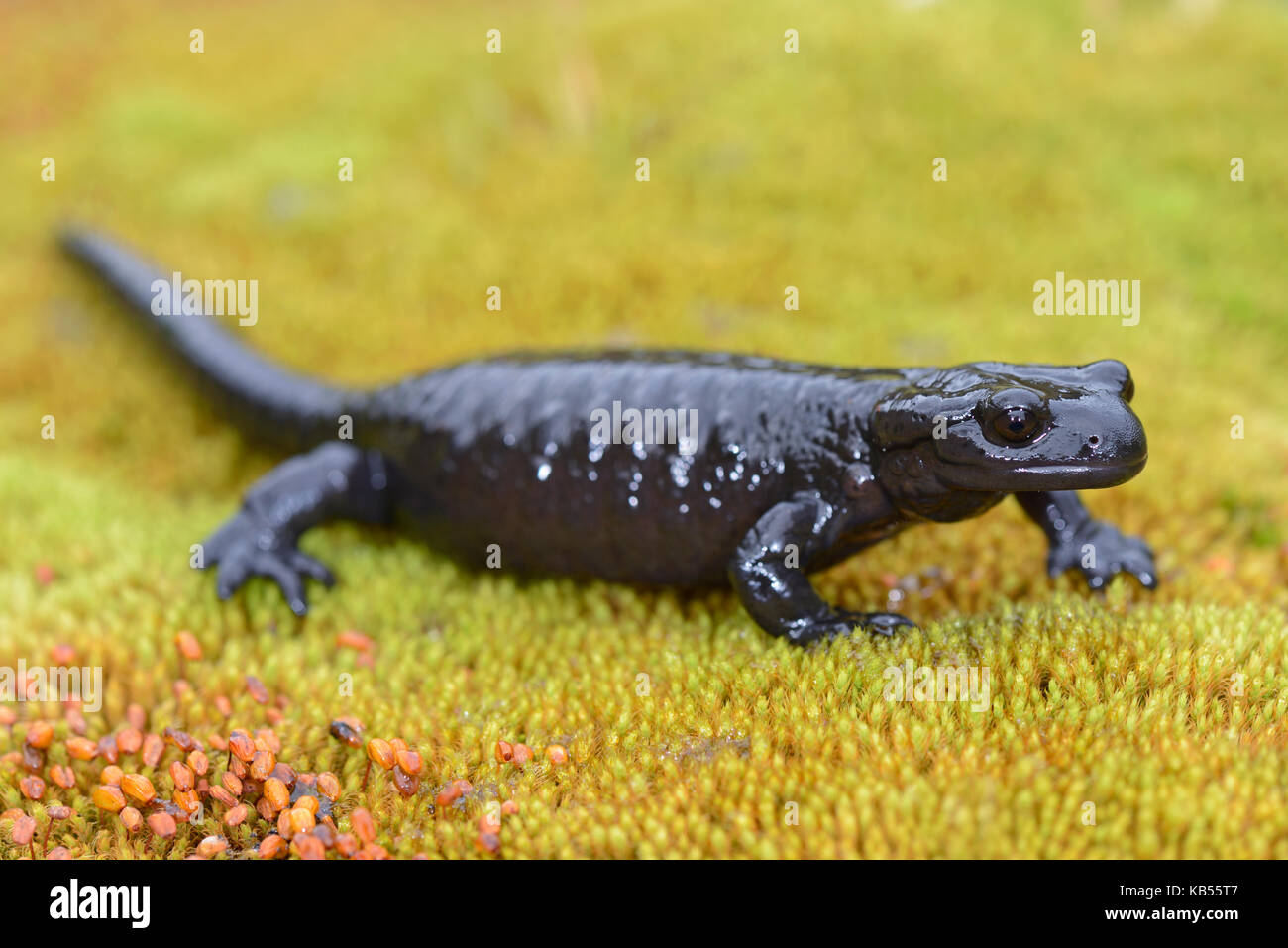Lanza von Salamander (Salamandra lanzai) Verlegung auf Moss, Italien