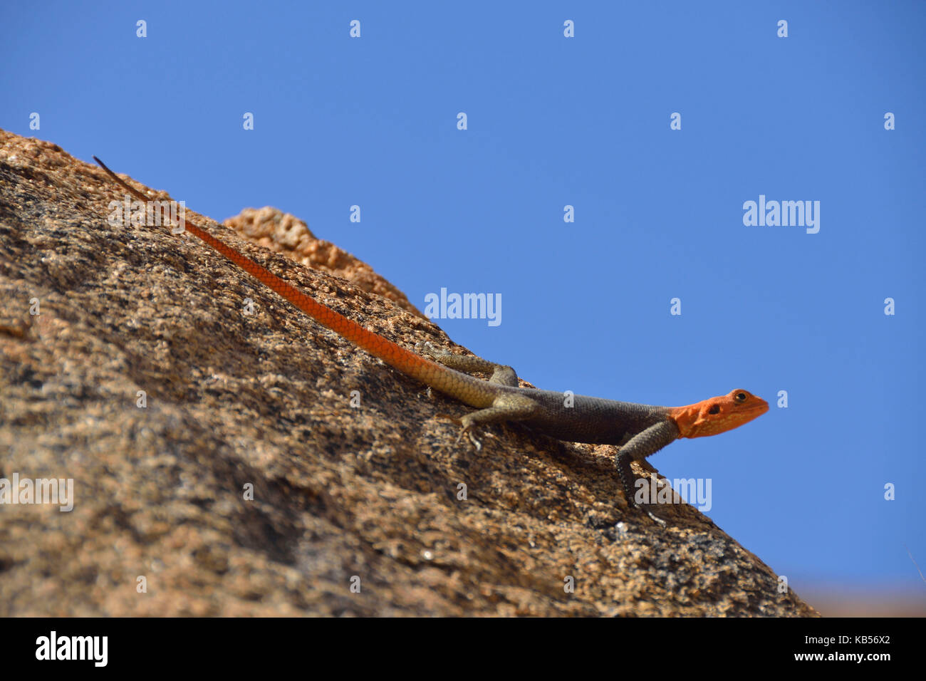 Namibia, Erongo, Damaraland, Brandberg, Namibian Rock Agama (Agama planiceps) Stockfoto