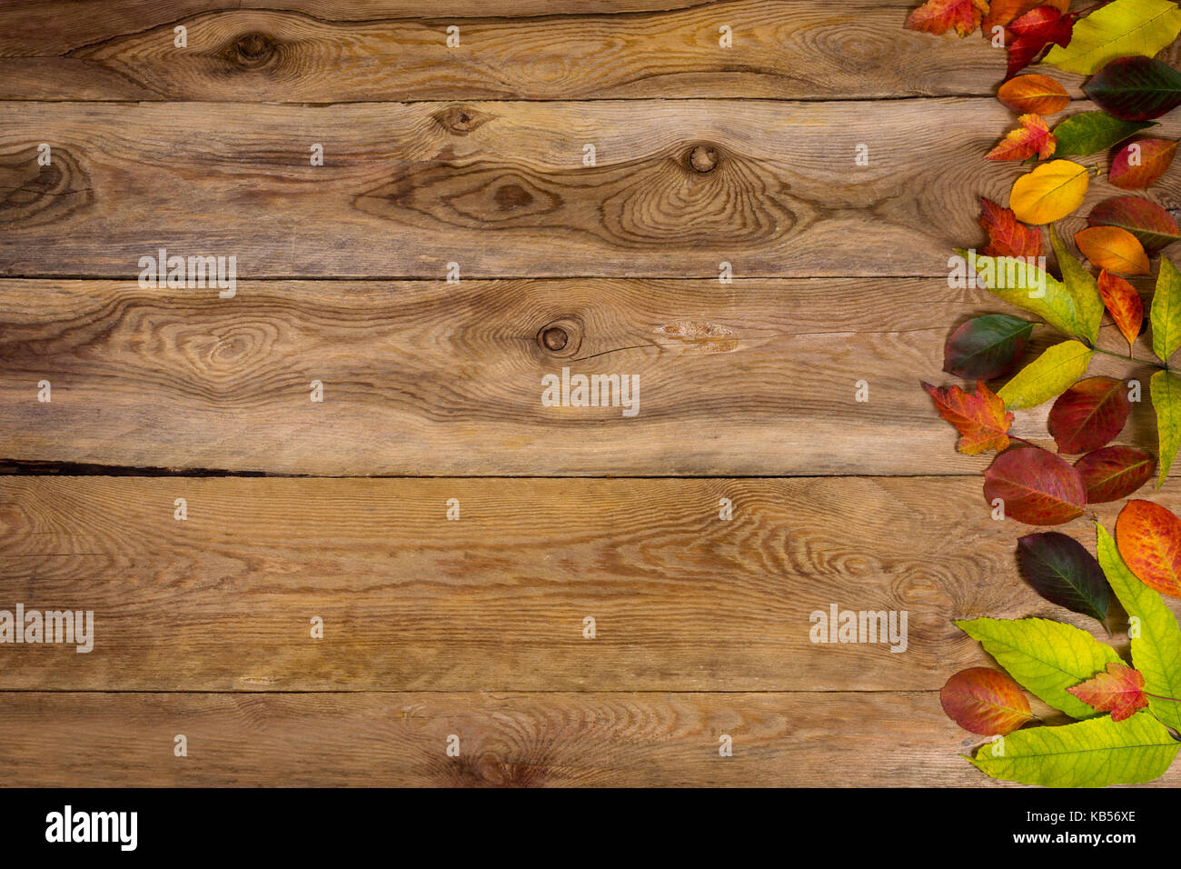 Happy Thanksgiving Gruß mit bunten Blätter im Herbst auf der rechten Seite des rustikalen Holztisch. Herbst Hintergrund mit roten, gelben und grünen Blättern, c Stockfoto