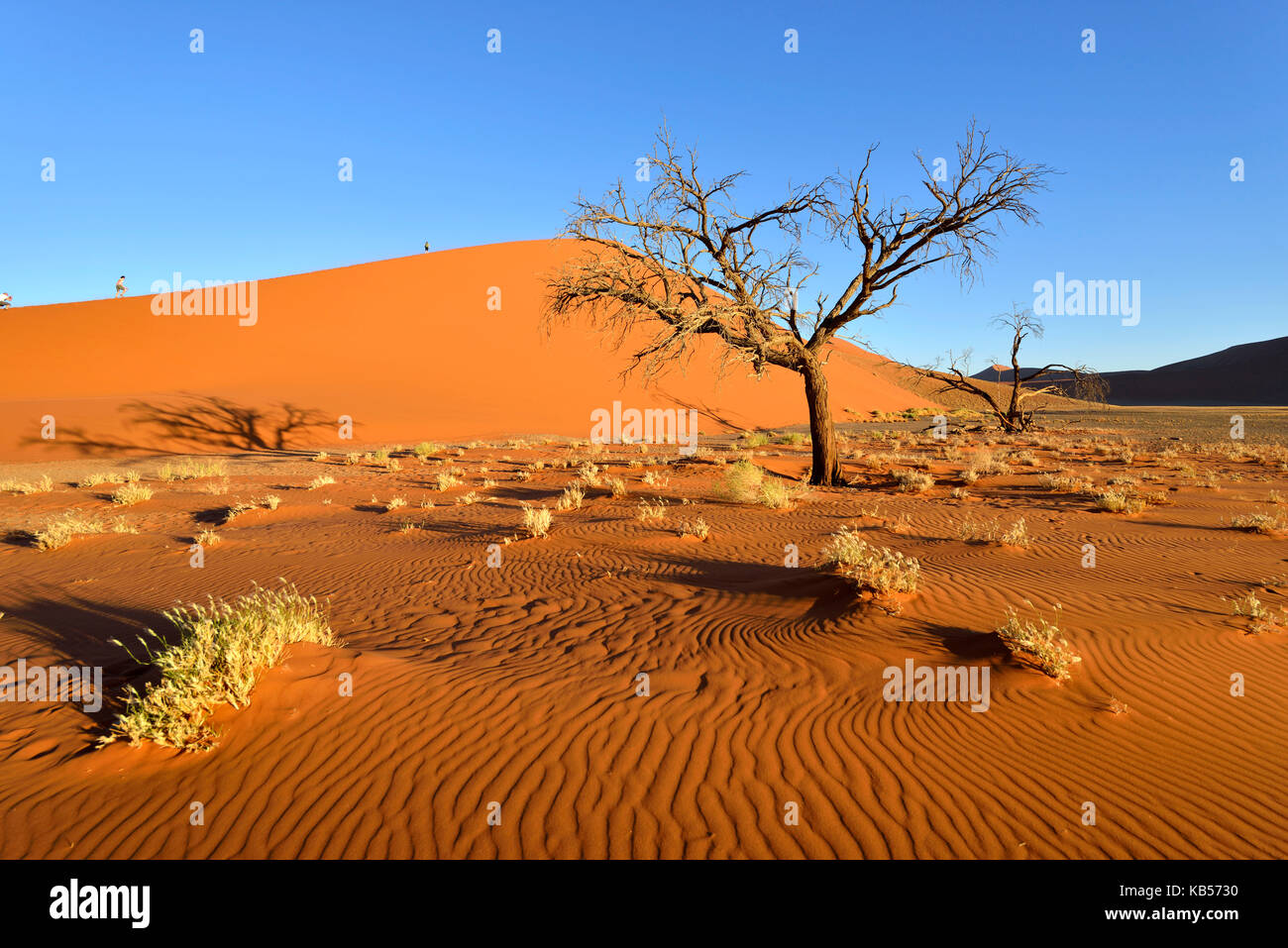 Namibia, otjozondjupa, Namib Wüste Namib - Naukluft National Park, Sossusvlei Dünen Stockfoto