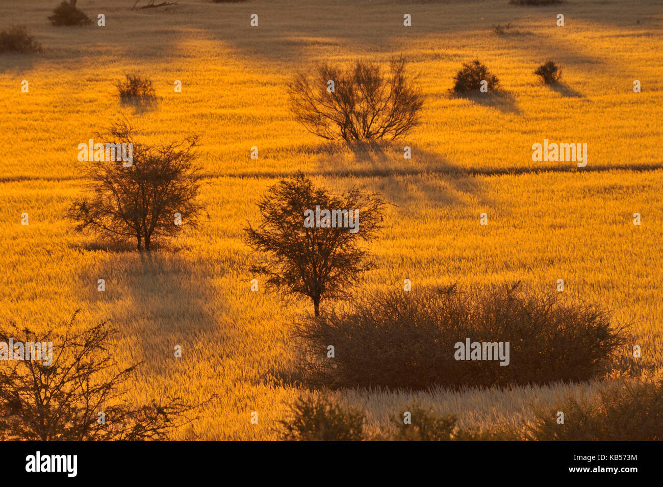 Namibia, Kalahari Wüste, Intu Afrika Kalahari Game Reserve Stockfoto