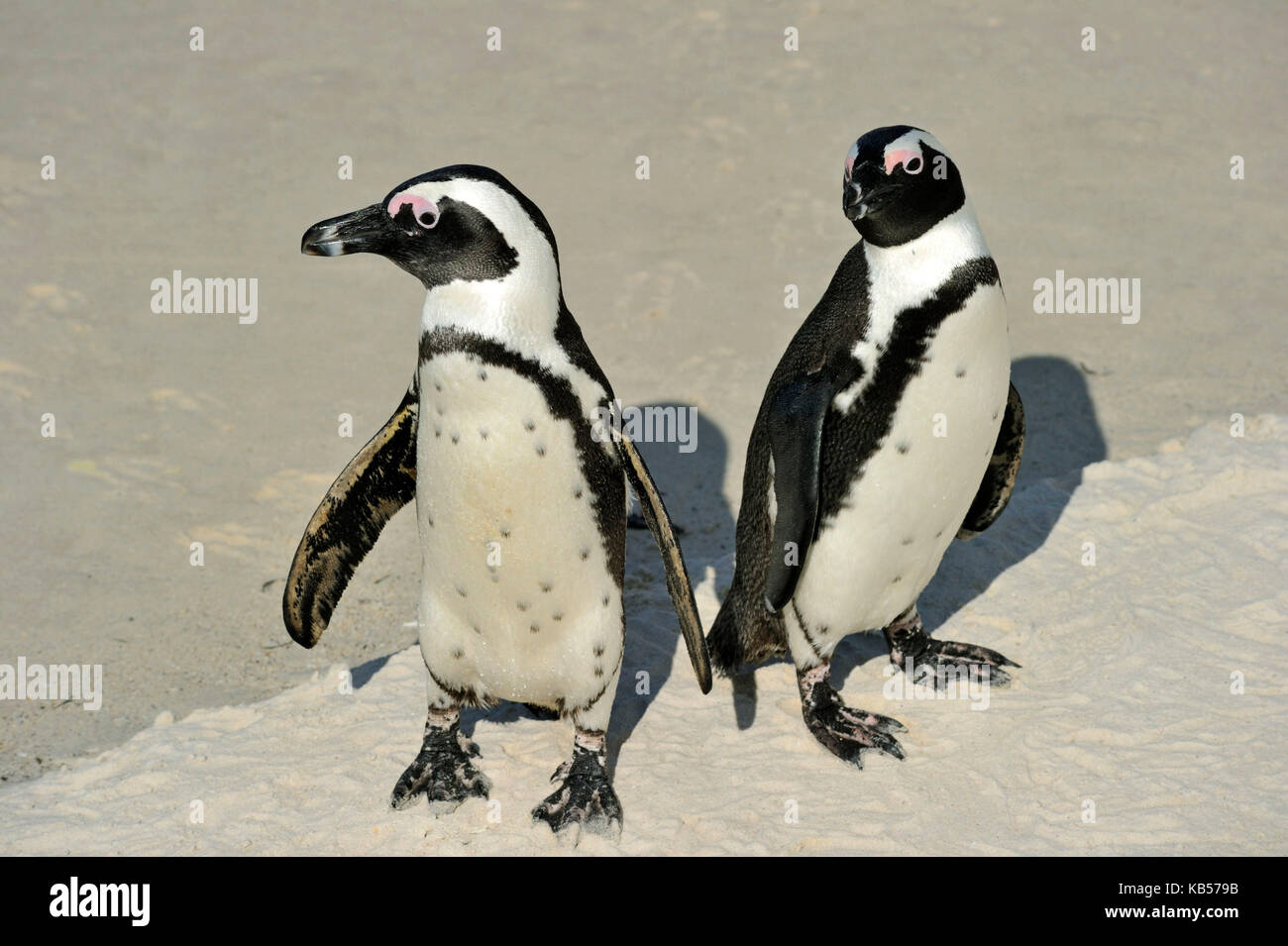 Südafrika, Western Cape, Cape Peninsula, Simons Town (Simonstown), Boulders Beach begrüßt eine wilde Kolonie von afrikanischen Panguins (Spheniscus Demersus) Stockfoto