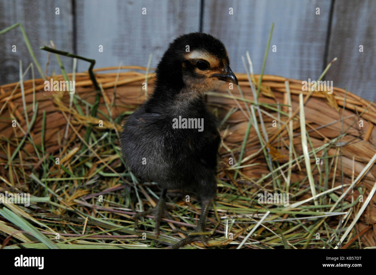 Chickss im Korb, Küken im Nest vor der weißen Wand, Barbu d'Anvers. Stockfoto