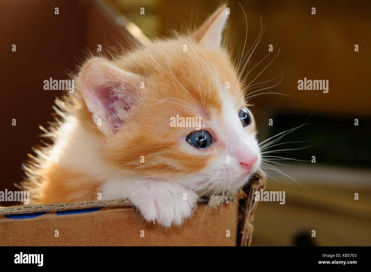 Drei Wochen alte rot-braune Katze schaut mit großen Augen über den Rand der Wurfkiste Stockfoto