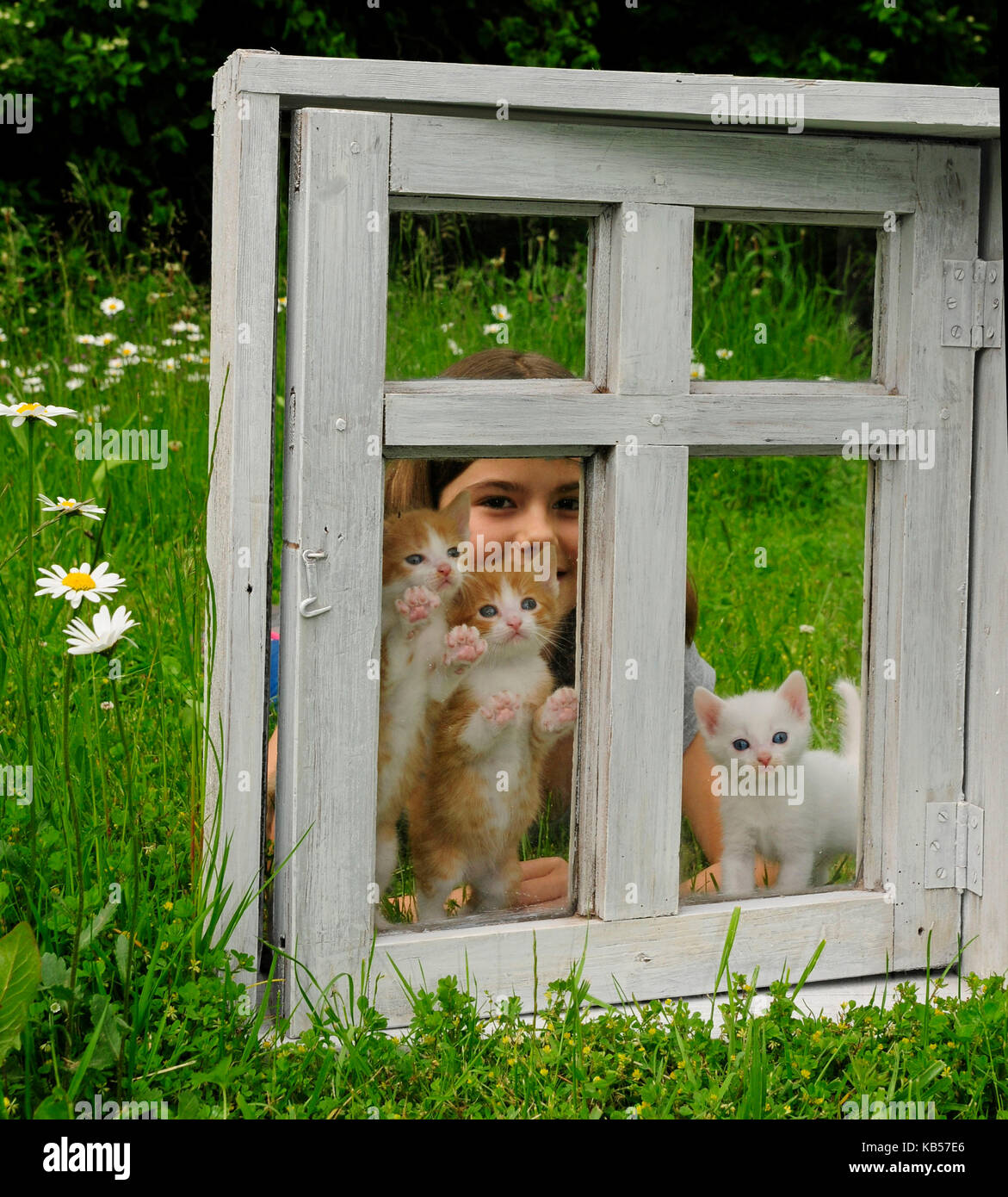 Mädchen mit Kätzchen hinter alten weißen Fenster auf einer Wiese Stockfoto