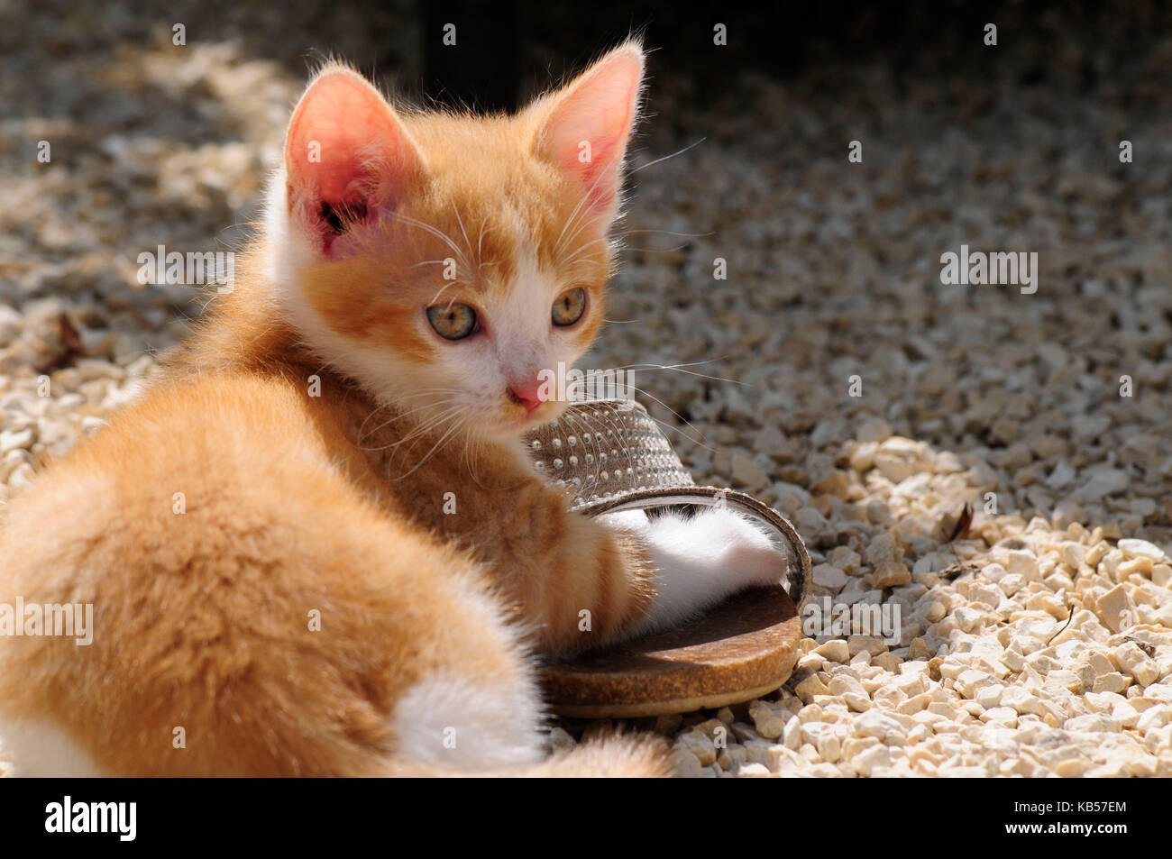 Junge Rot-weiße Katze mit glitzernden Schuh Stockfoto