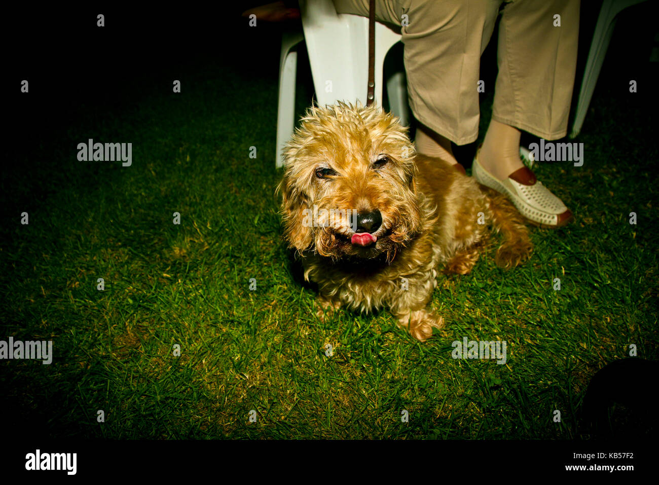 Hund und Mensch sitzen auf einer Wiese, in der Nacht, Medium close-up, Detail Stockfoto