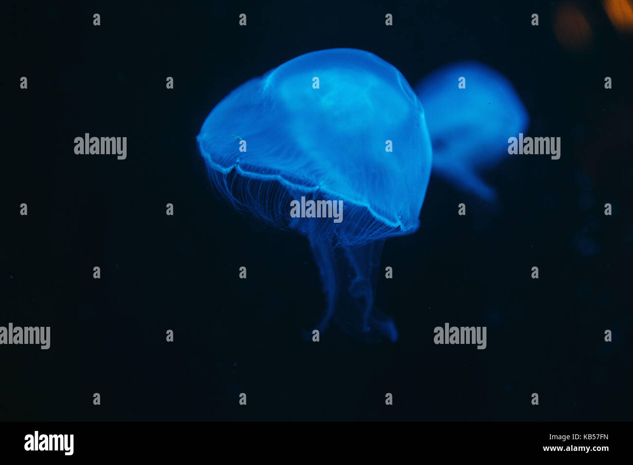 Blaue Qualle unter Wasser, close-up Stockfoto