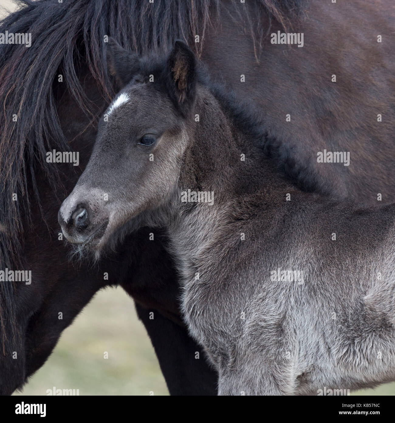 Newborn horse -Fotos und -Bildmaterial in hoher Auflösung – Alamy