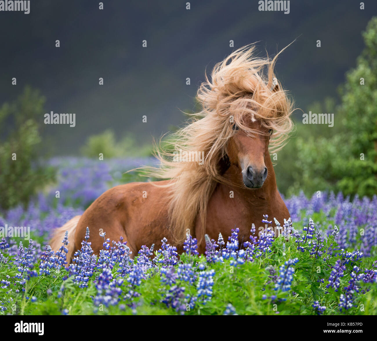 Pferd läuft von Lupinen, reinrassige Islandpferd im Sommer mit blühenden Lupinen, Island Stockfoto