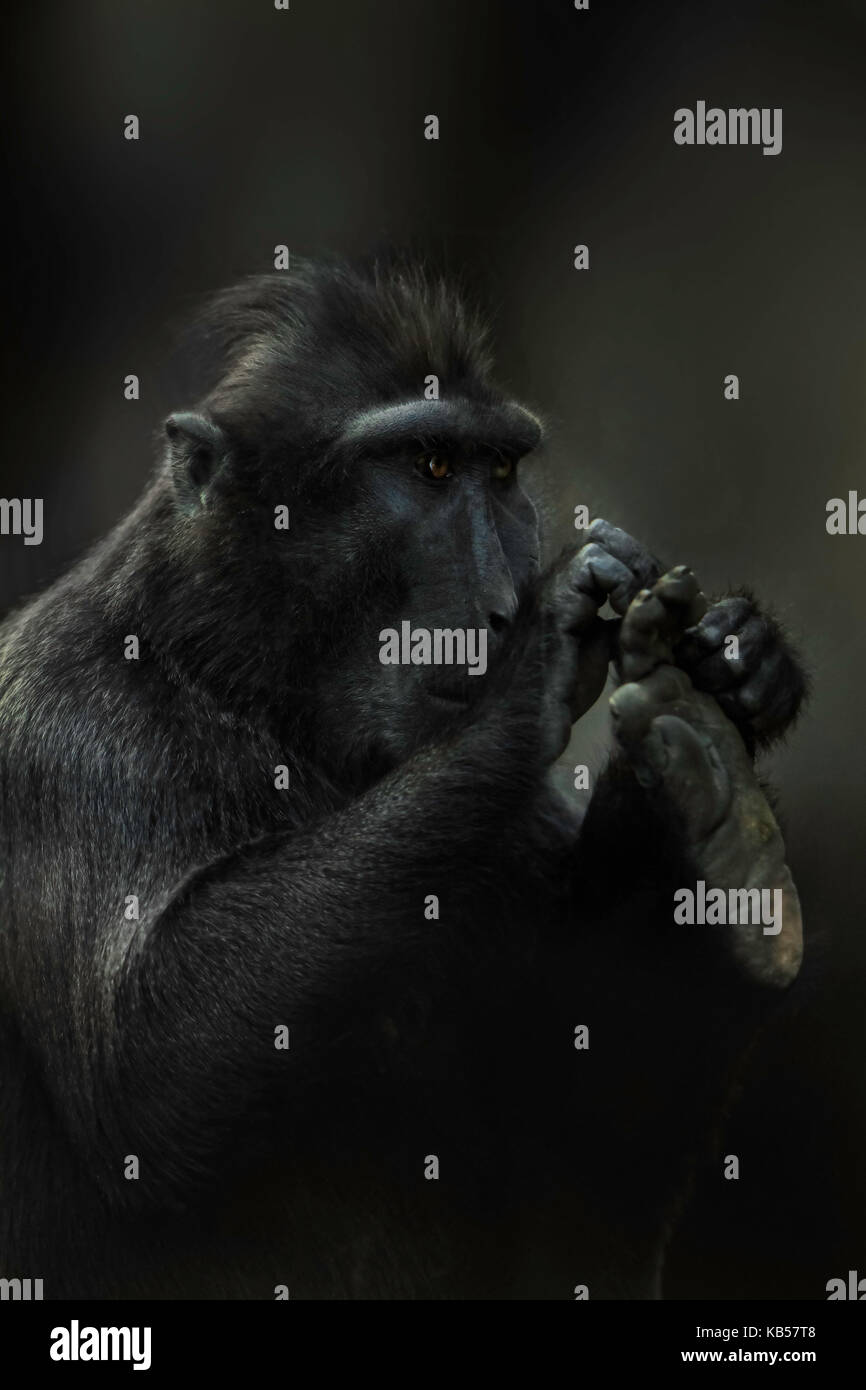 Macaque pflege Fuß, auf Schwarz Stockfoto
