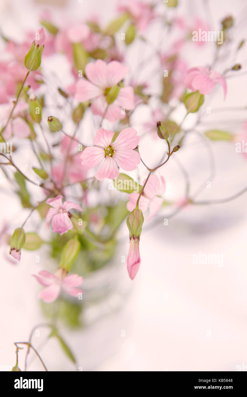 Tischdekoration, kleine Blumen Stockfoto