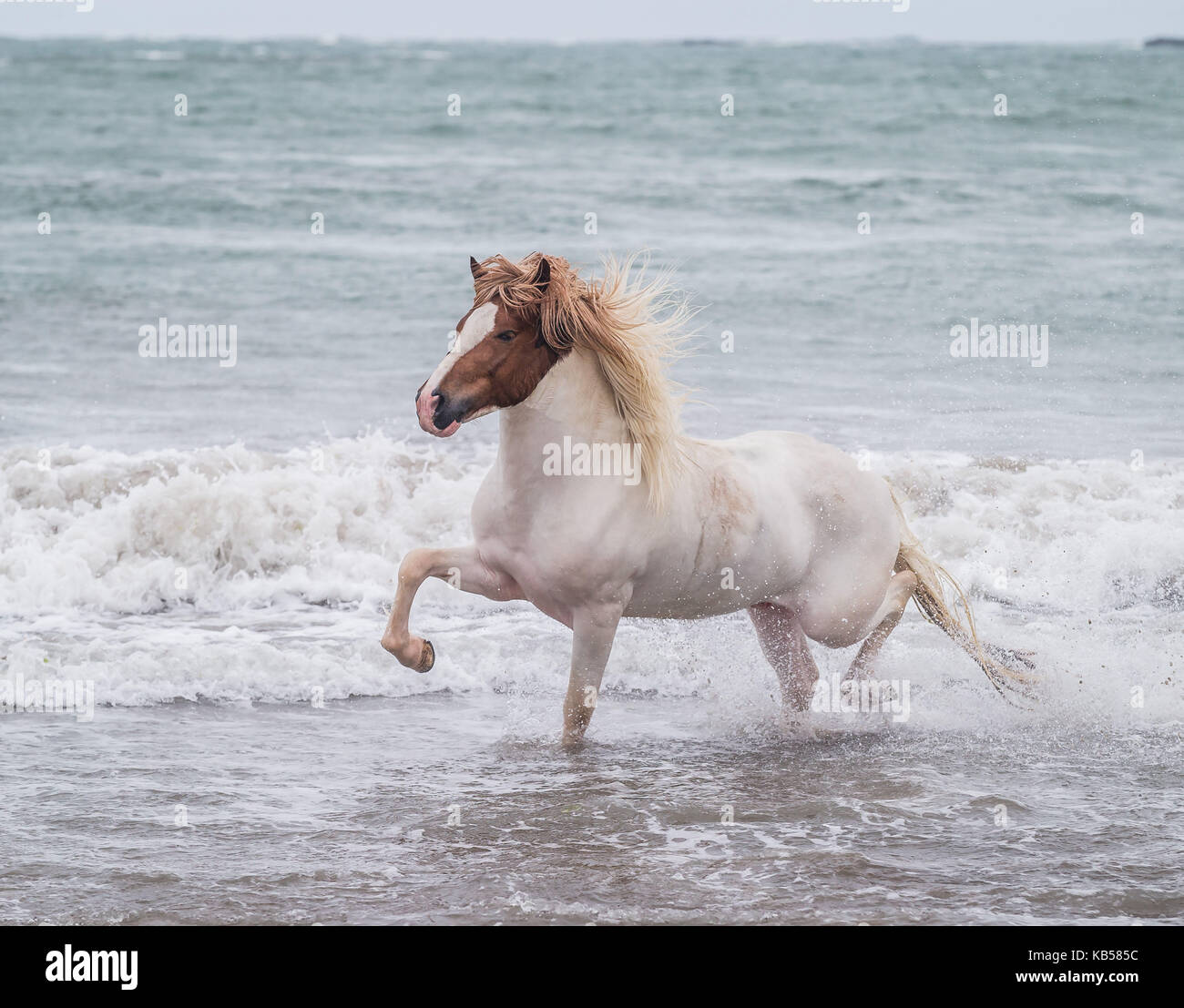 Auf wellen laufen -Fotos und -Bildmaterial in hoher Auflösung – Alamy