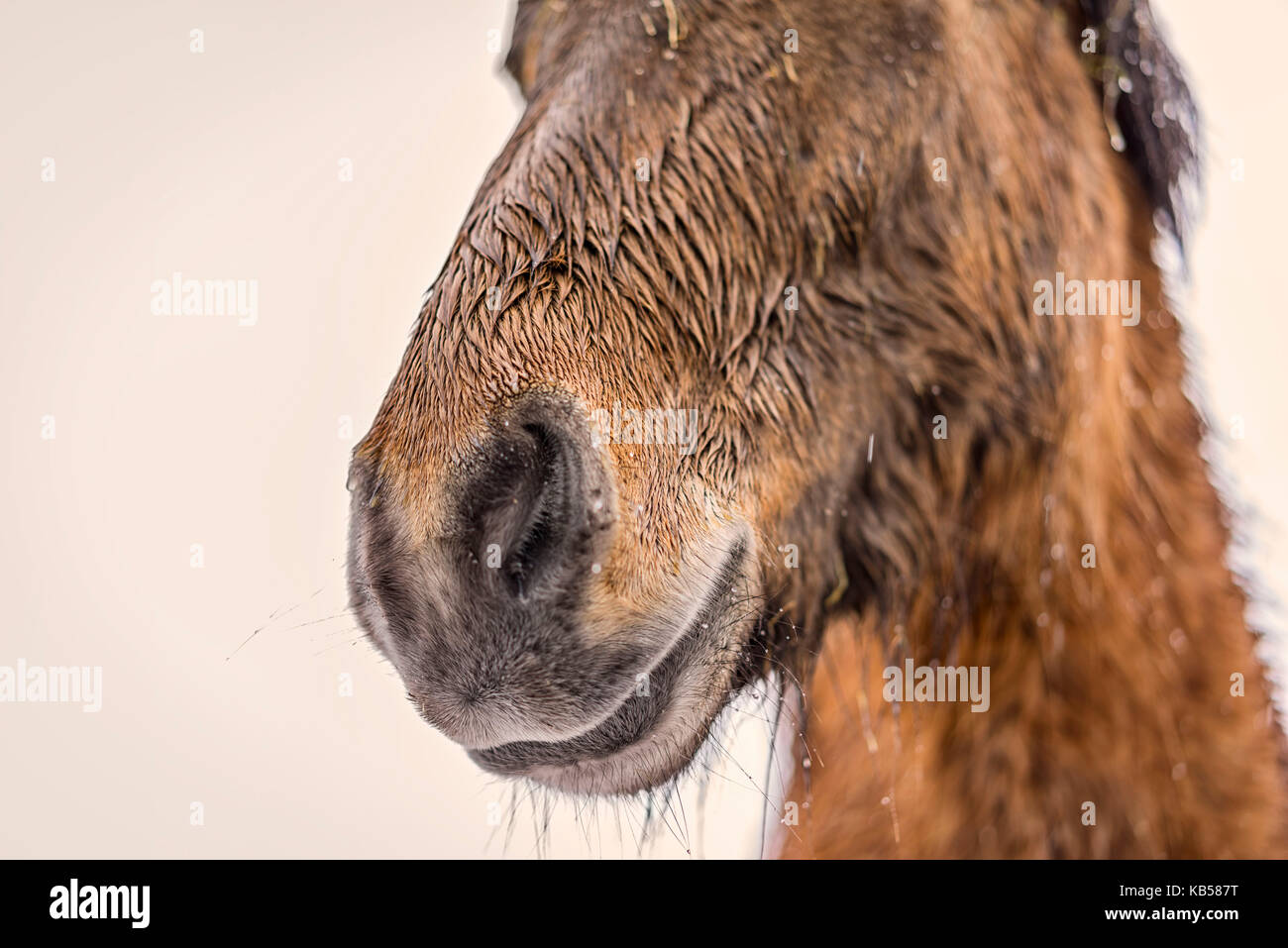 Nasse Islandpferd außerhalb in einem Schneesturm, Island Stockfoto