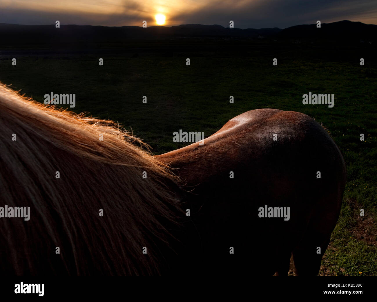 Rim Licht auf braun Islandpferd, Island Stockfoto