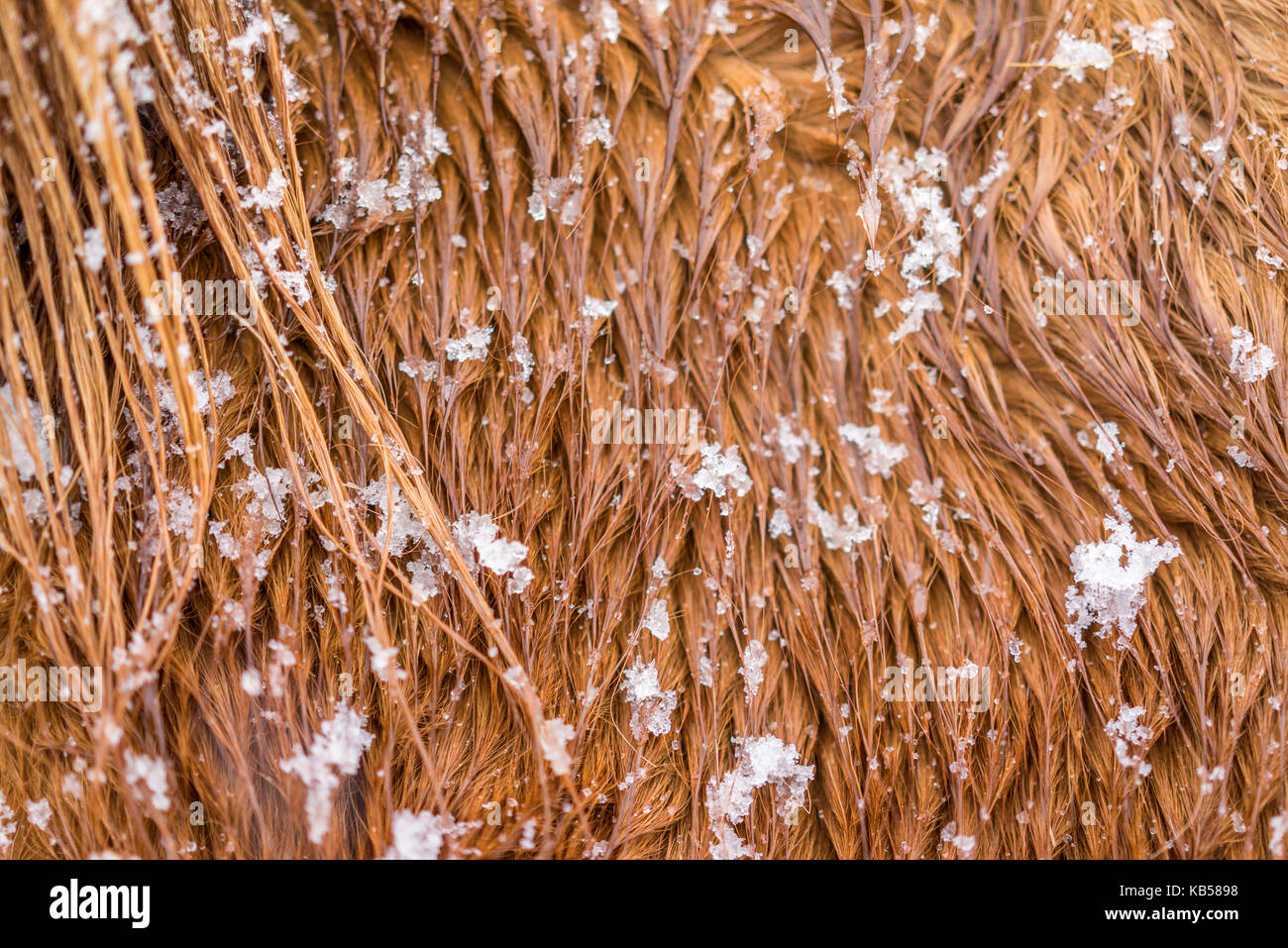 Islandpferd in einem Schneesturm, Island Stockfoto