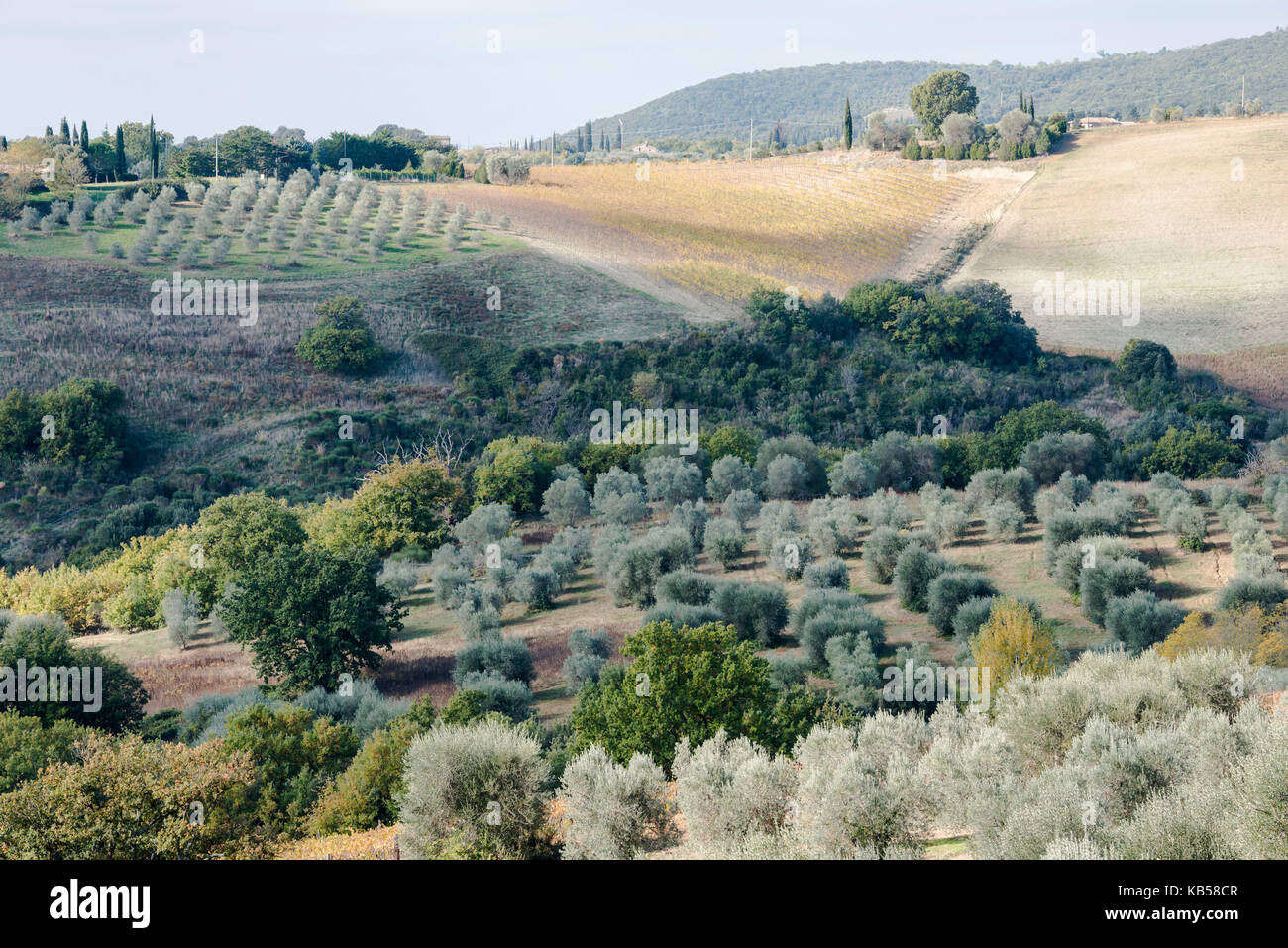 Einer idyllischen Toskana Landschaft enthält sanfte grüne Hügel, Olivenhaine und Weinberge Stockfoto