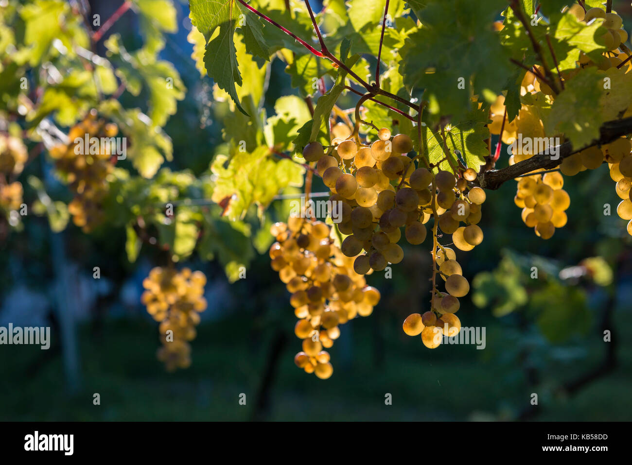 In der Nähe von reifen Trauben auf einem Weingut in der Region Kachetien Georgien Stockfoto