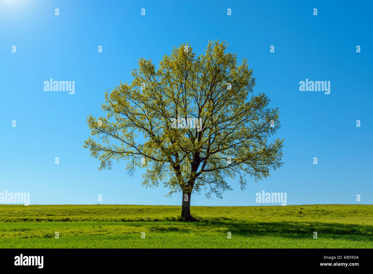 Eiche Baum im Frühling, Vogelsbergkreis, Hessen, Deutschland Stockfoto