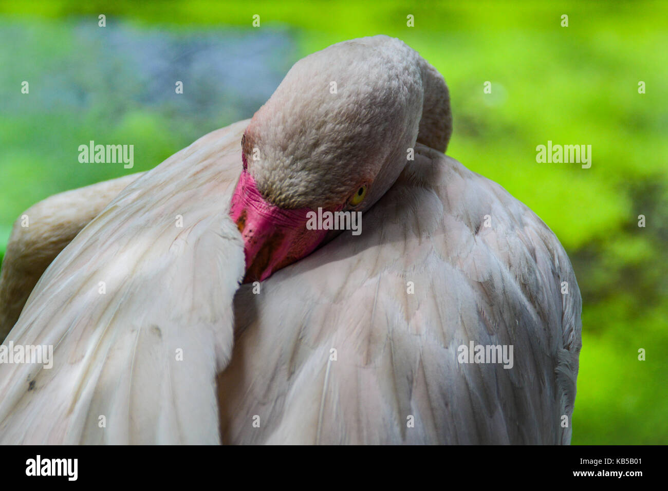Flamingo Flamingo Vogel (mehr), die Art der waten Vogel in der Familie Phoenicopteridae Stockfoto
