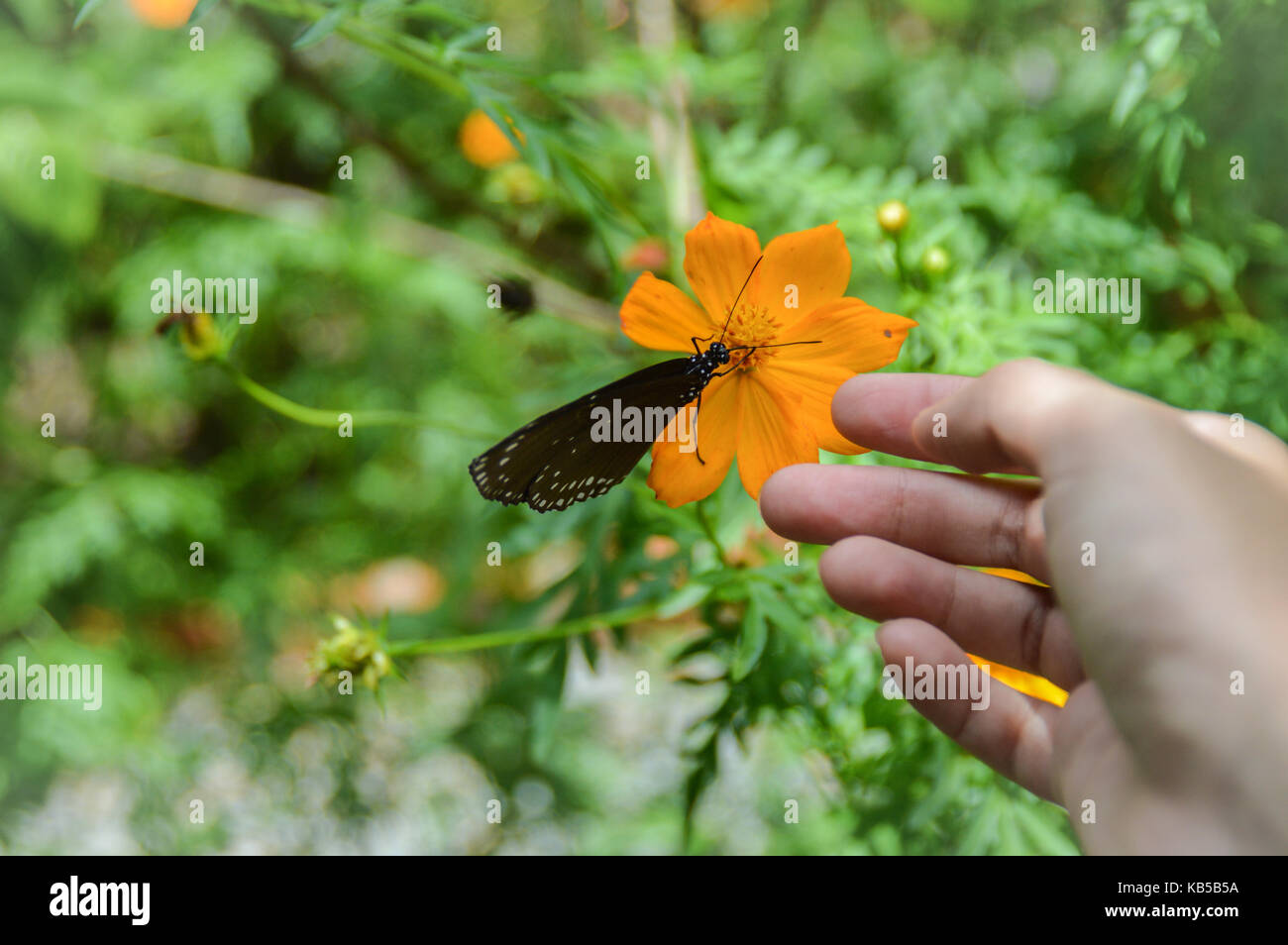 Ein Schmetterling, der auf einer Ringelblume in der Nähe einer menschlichen Hand ruht und die Harmonie von Mensch und Natur zeigt Stockfoto