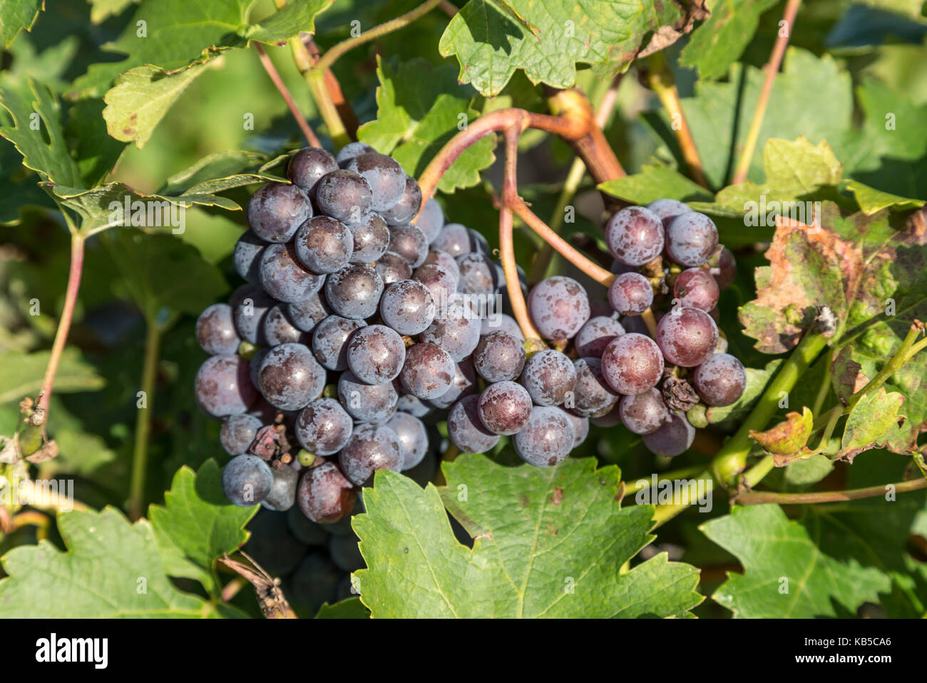 Chateau Mouton Rothschild , Weinberg in Medoc, Margeaux, Weinrebe, Bordeaux, Gironde, Aquitaine, Frankreich, Europa, Stockfoto