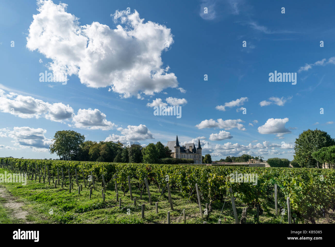 Chateau Pichon Baron , Weingut in Medoc, Margeaux, Weinrebe, Bordeaux, Gironde, Aquitaine, Frankreich, Europa, Stockfoto