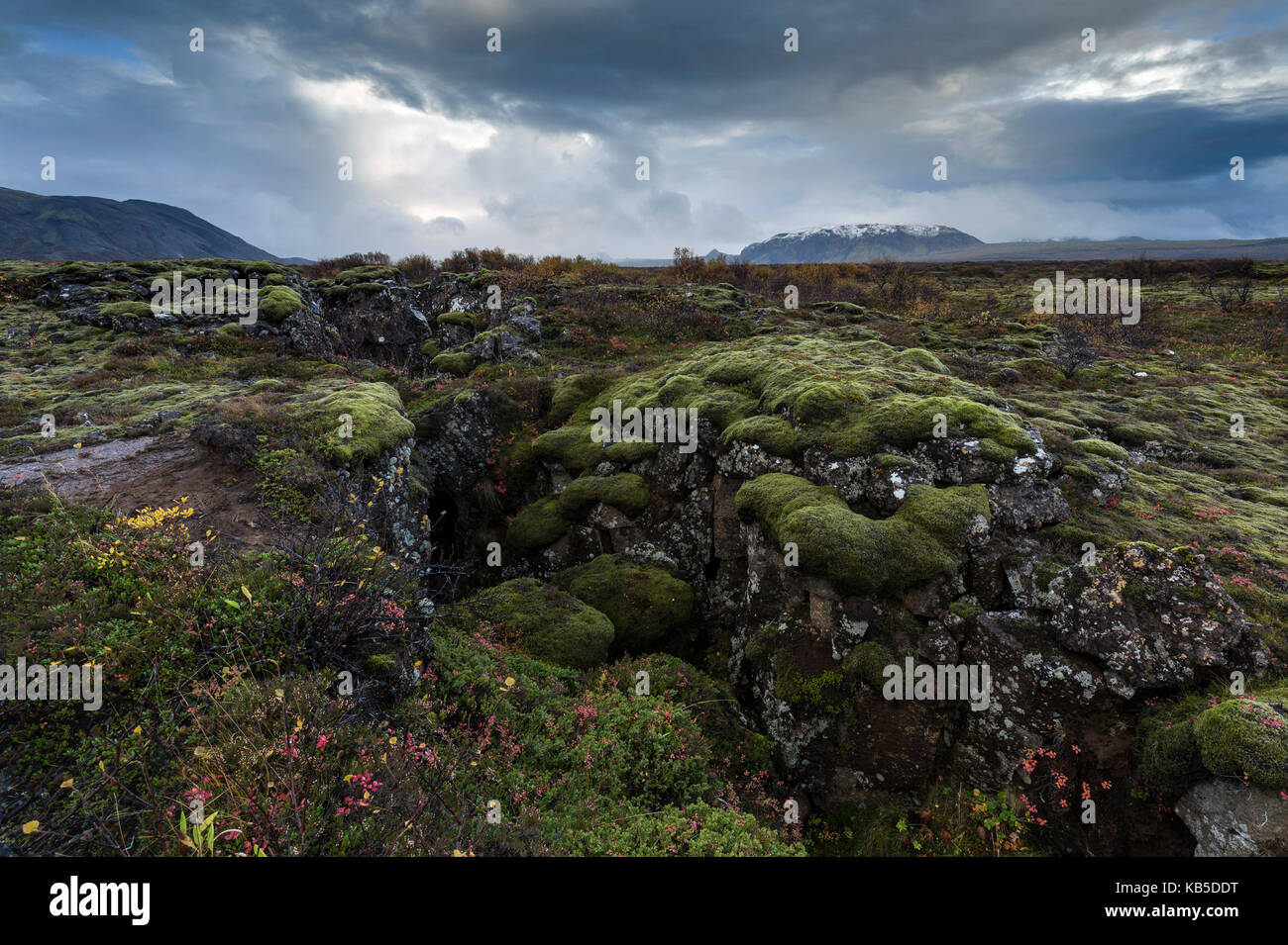 Moosige Landschaft mit Brüchen, Pingvellir (Thingvellir Nationalpark, UNESCO, in der Nähe von Reykjavik, Island, Polargebiete Stockfoto