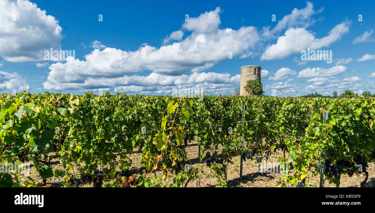 Weinberge in Medoc, Bordeaux, Gironde, Aquitanien, Frankreich, Europa, Stockfoto