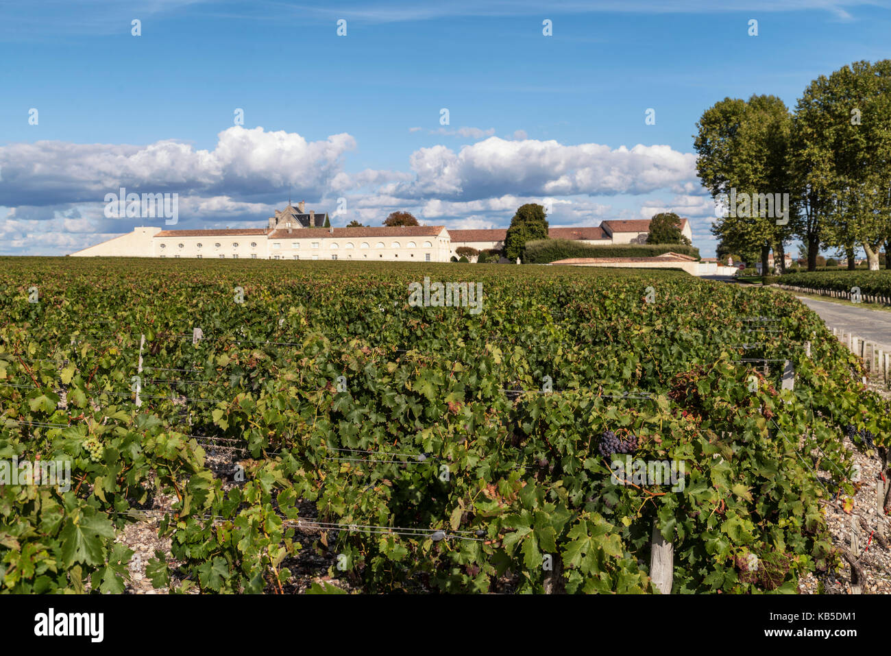 Chateau Mouton Rothschild , Weinberg in Medoc, Margeaux, Weinrebe, Bordeaux, Gironde, Aquitaine, Frankreich, Europa, Stockfoto