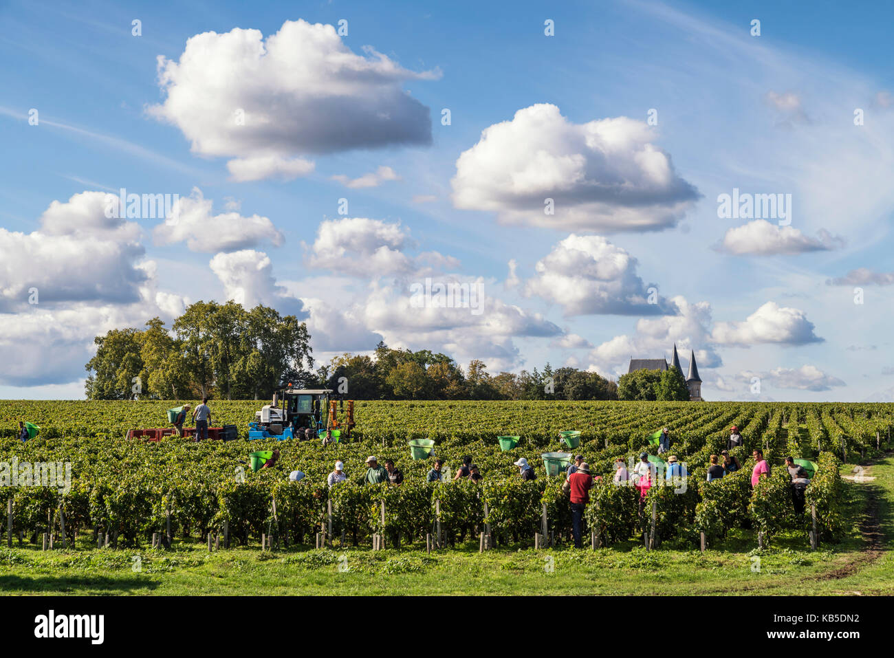 Chateau Pichon Baron , Weinberg in Medoc, Weinlese, Pauillac, Weinrebe, Bordeaux, Gironde, Aquitaine, Frankreich, Europa, Stockfoto