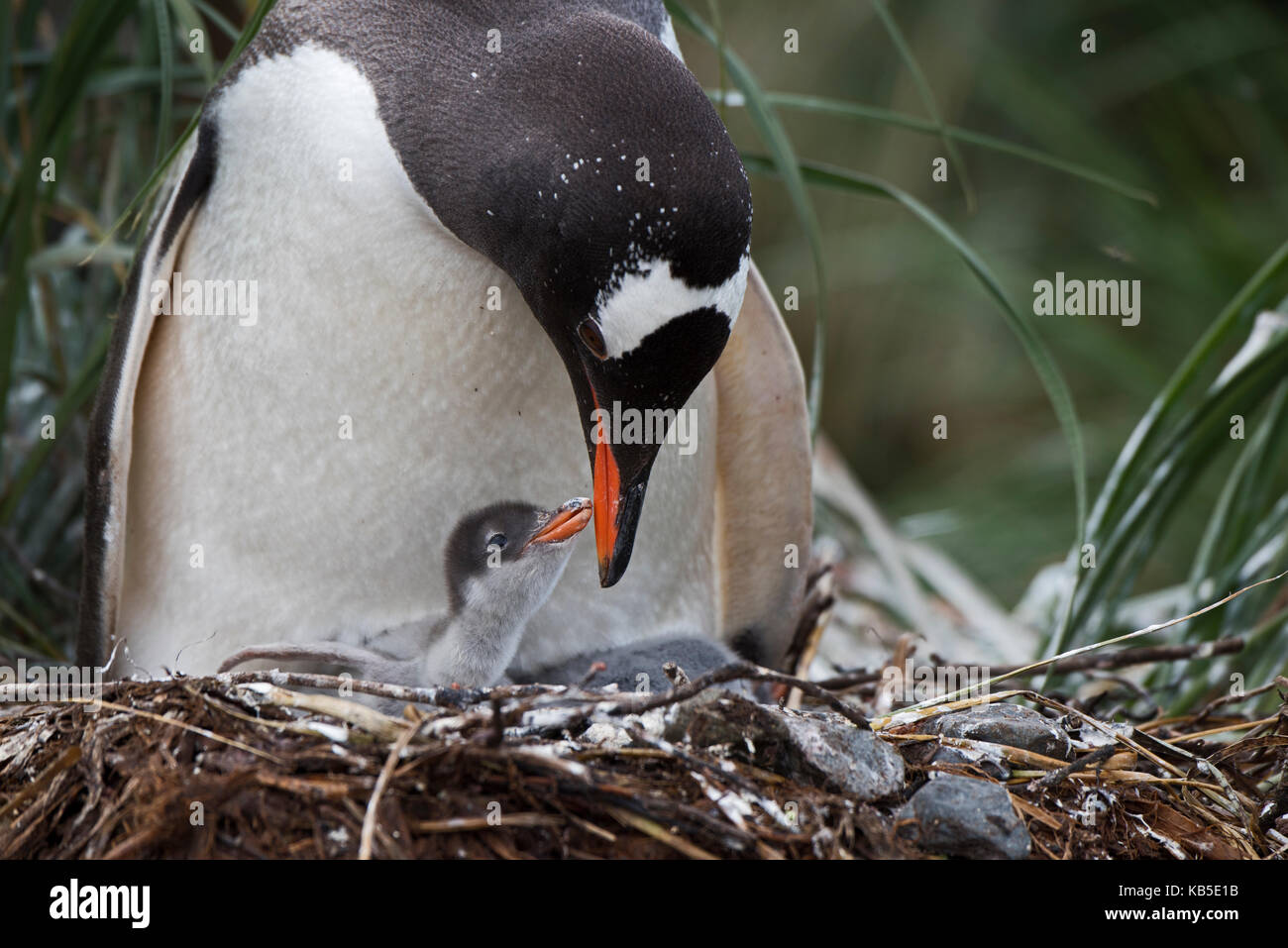 Gentoo Pinguin Pygoscelis papua Küken im Nest South Georgia betteln Stockfoto
