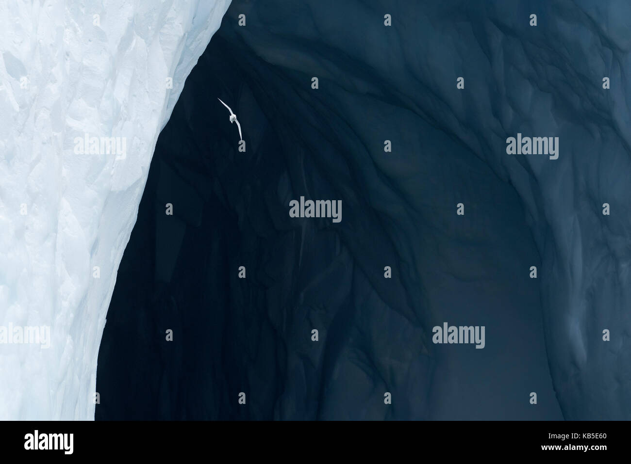 Schnee Petrel Pagadroma nivea Nivea fliegen eisberg aus Südgeorgien, Südliche Ozean Januar Stockfoto