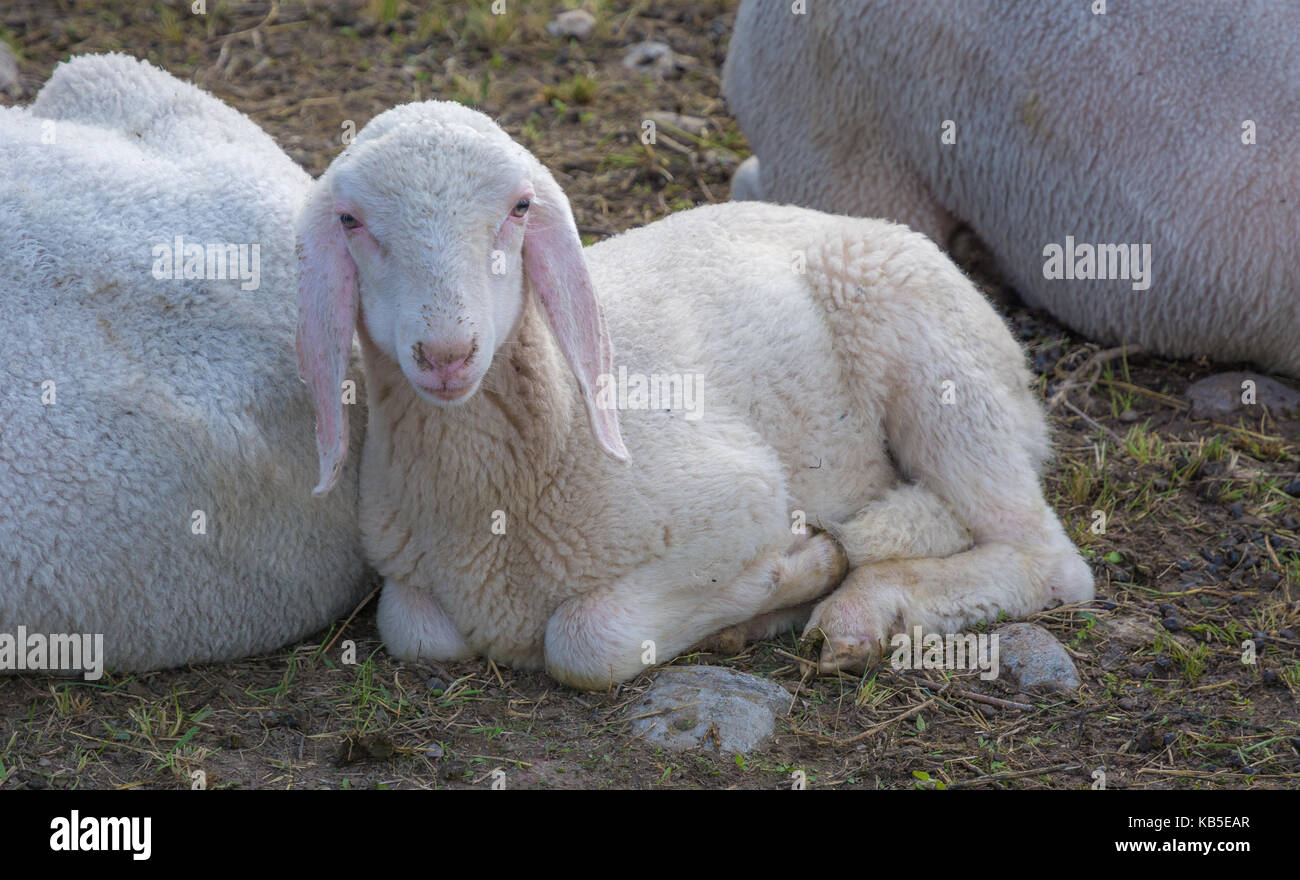Schafe Lamm und Schaf liegend auf Wiese. Neu geboren Lamm Stockfoto