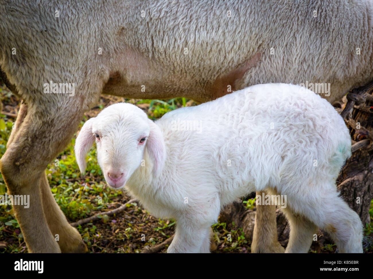 Schafe Lamm und Ewe. Neu geboren Lamm Stockfoto