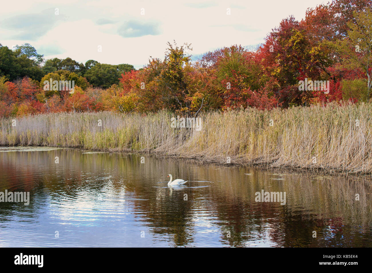 Herbst Laub Szene mit roten, gelben, braunen und grünen Blätter mit Teich Wasser im Vordergrund. Stockfoto