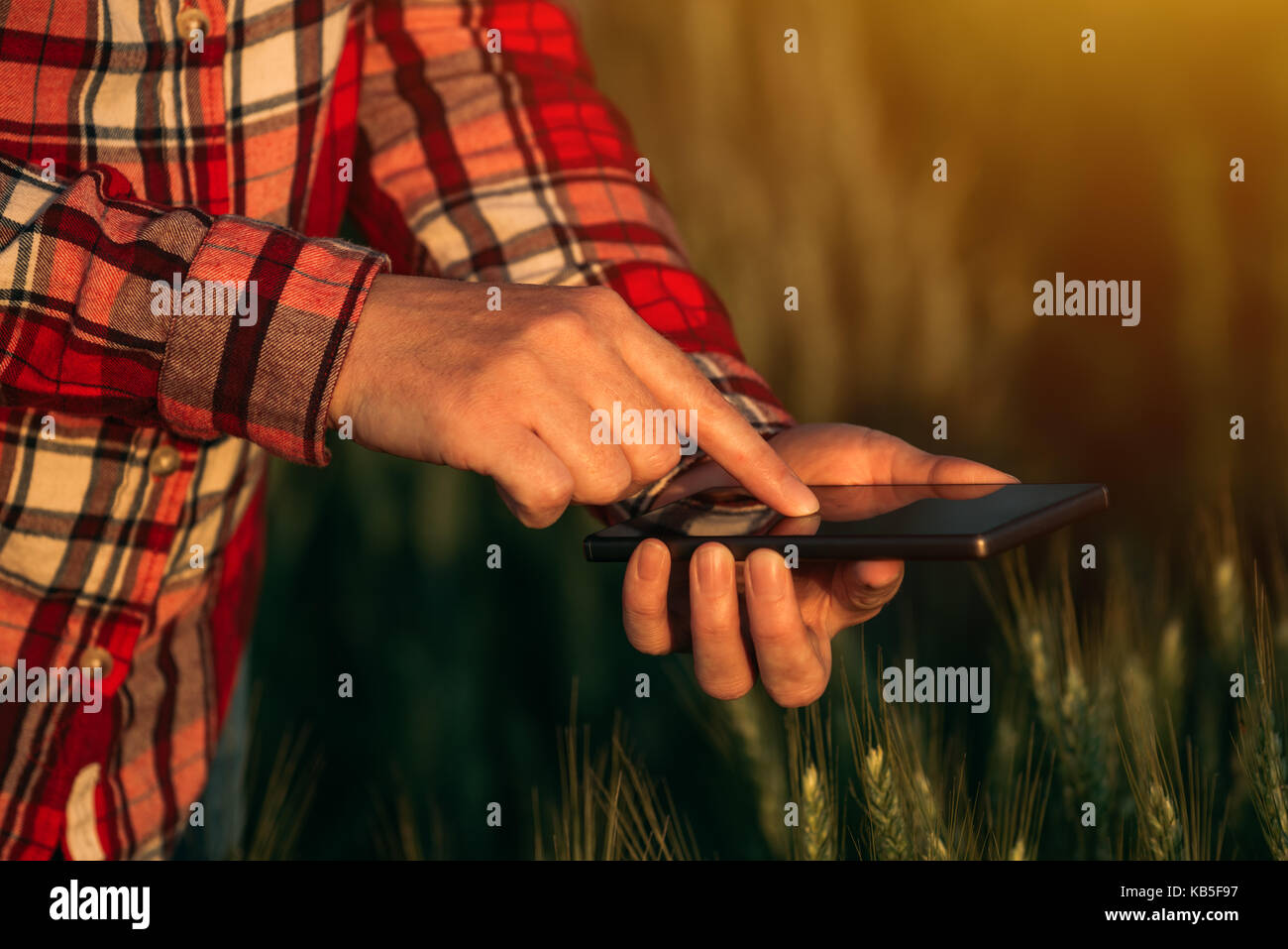 Agronom mit Smartphone-mobile app um Bestandesentwicklung, weibliche Hände mit Handy in kultivierten Weizenfeld zu analysieren Stockfoto