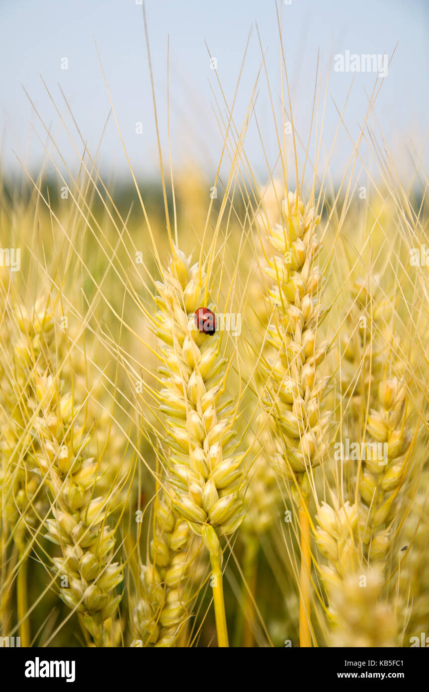 Schwarze und rote Marienkäfer sitzen auf Weizen Stiel Stockfoto