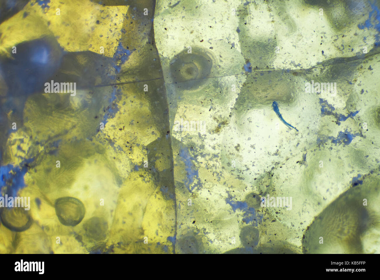Zusammenfassung Hintergrund gelb-grüner Achat Scheibe mineral Makrofotografie Vergrößerung x 40 Stockfoto