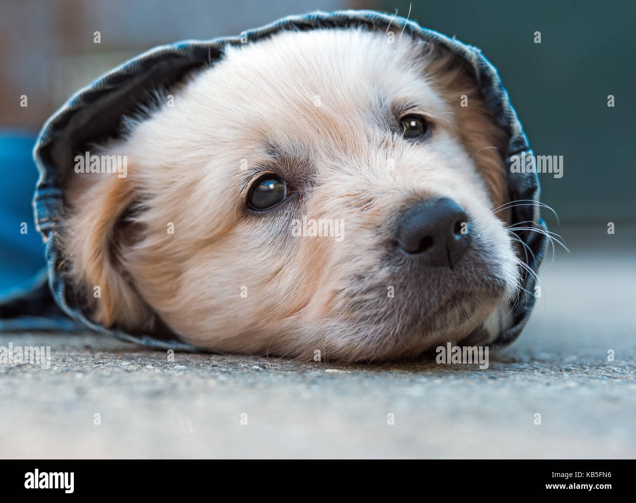 Golden Retriever Hunde Welpen in Jeans auf dem Boden, selektiver Fokus Stockfoto