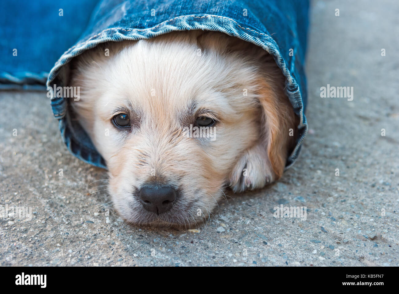 Golden Retriever Hunde Welpen in Jeans auf dem Boden, selektiver Fokus Stockfoto