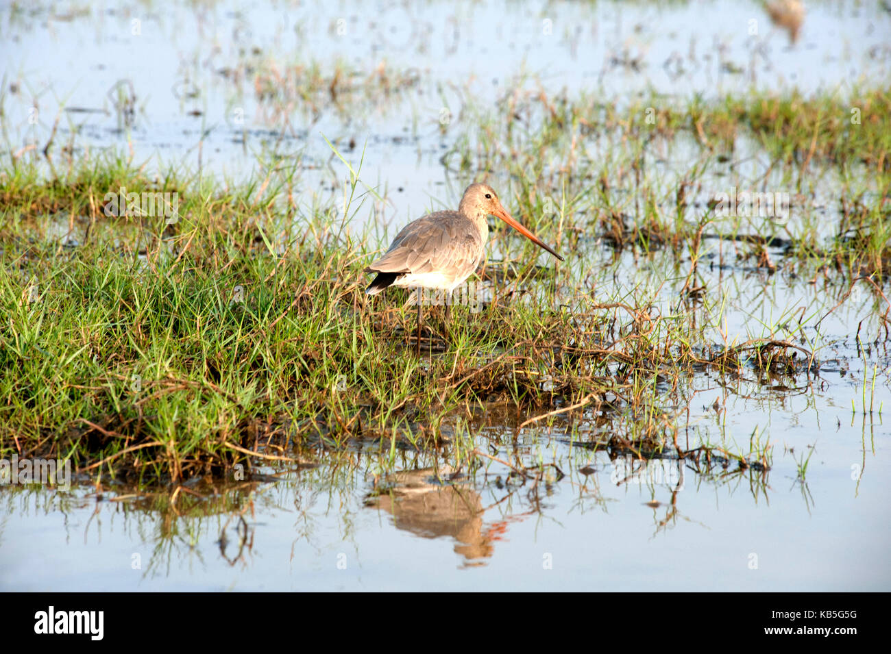 Schwarz tailed godwit Fütterung im seichten Wasser am Rande des Cilika See, Odisha, Indien, Asien Stockfoto