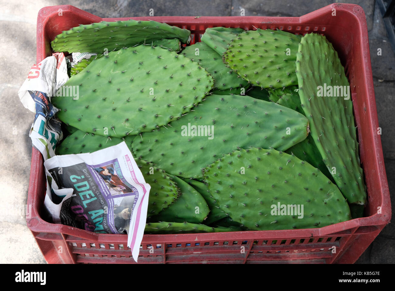Eine Kiste voller Kaktus sitzt auf dem Boden eines Marktes, der in Mexiko City, Mexiko. Stockfoto