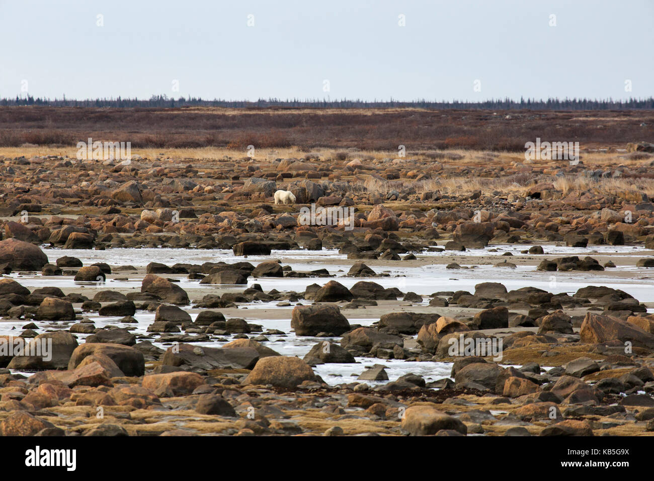 Alert Eisbär (Ursus maritimus) auf dem felsigen, sub-arktischen Küste der Hudson Bay nördlich von Churchill in Manitoba, Kanada Stockfoto Alert Eisbär (Ursus maritimus) auf dem felsigen, sub-arktischen Küste der Hudson Bay nördlich von Churchill in Manitoba, Kanada Stockfoto