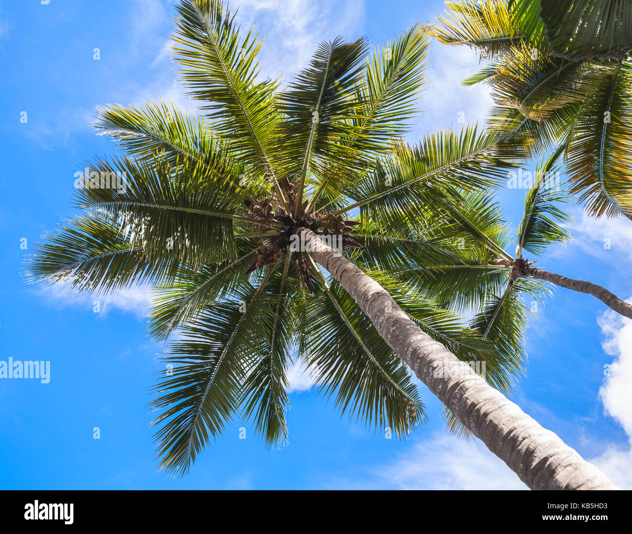 Kokospalmen unter blauen bewölkten Himmel, tropische Natur Hintergrund, Dominikanische Republik Stockfoto