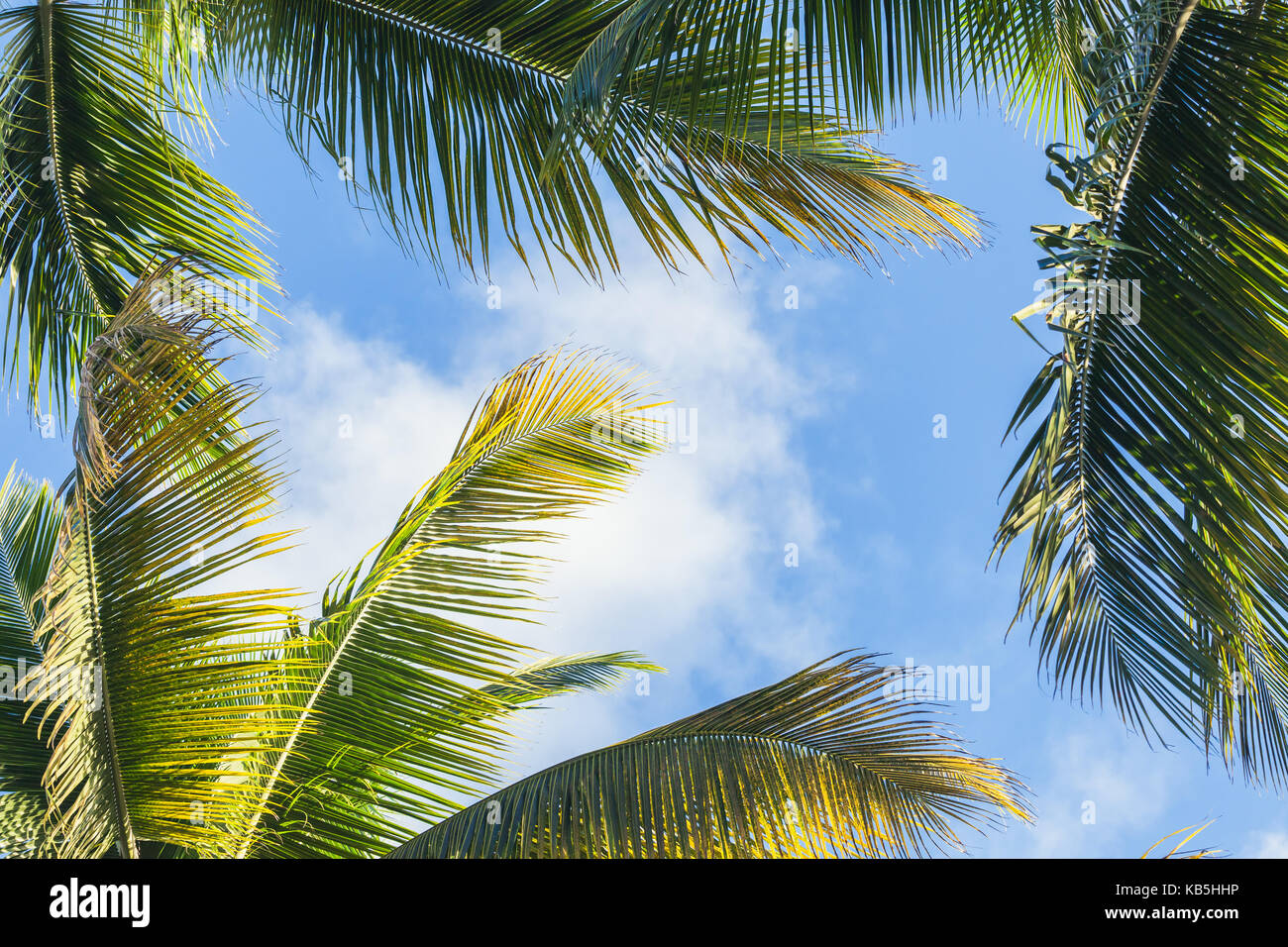 Kokosnuss Palmen Blätter über blauen bewölkten Himmel Hintergrund Stockfoto