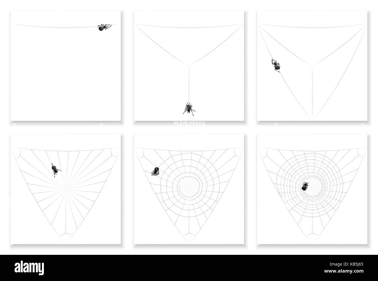 Cob-web-Bauanleitung in sechs Schritten - beobachten Sie eine beschäftigte Black Spider seine spiralförmige Muster natürlicher Seide artwork ausfüllen. Stockfoto