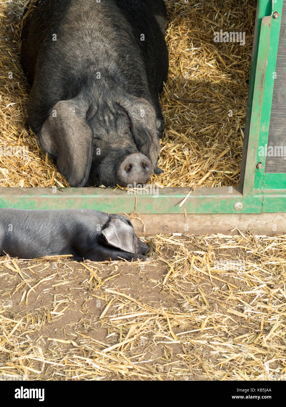 Große schwarze Sau Schlafen im Stroh außerhalb Tierheim Stockfoto